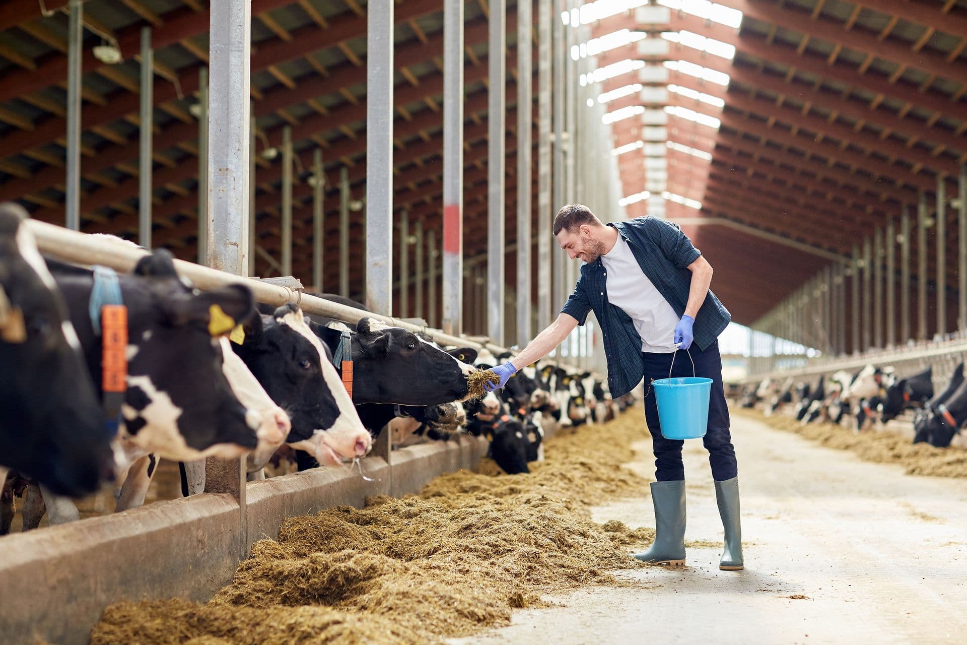 Man feeding cows in a barn